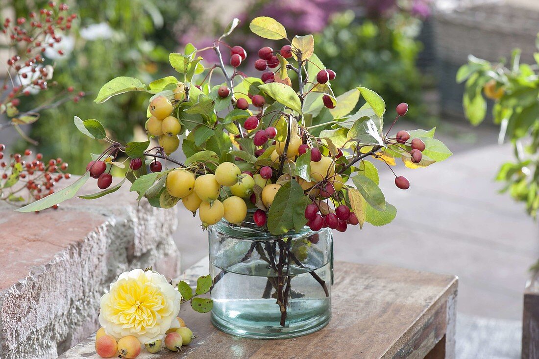 Bouquet of Malus 'Golden Hornet', 'Paul Hauber' (ornamental apple branches)