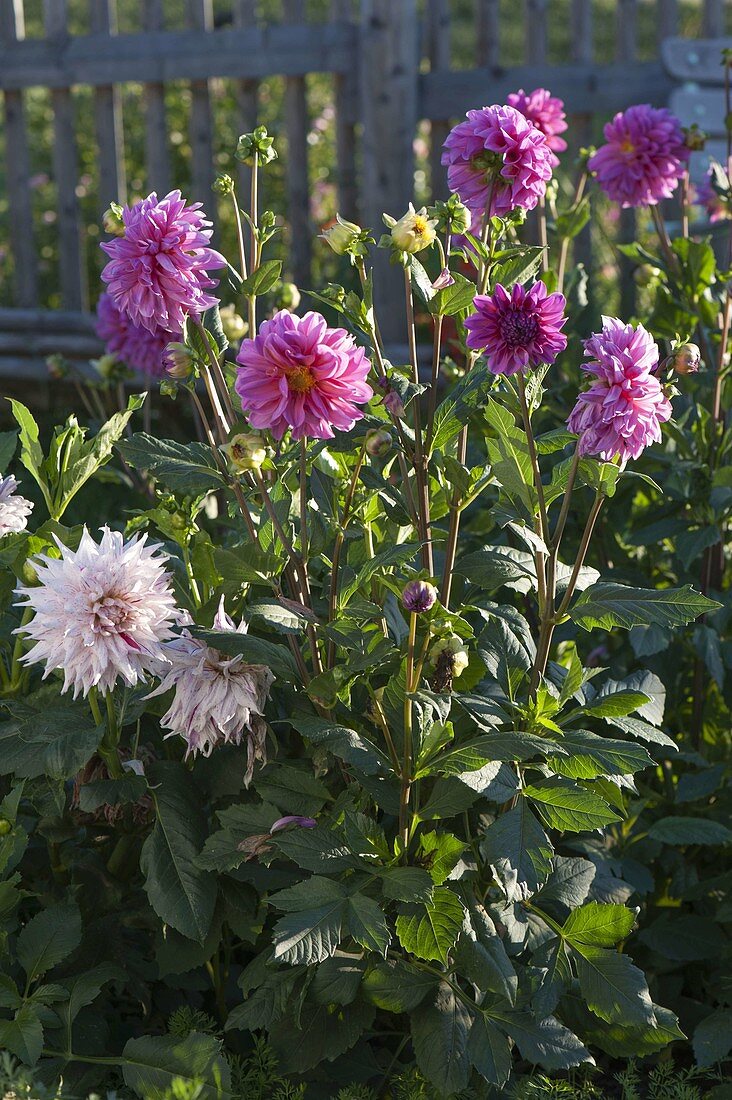 Dahlia (Dahlien) im Beet