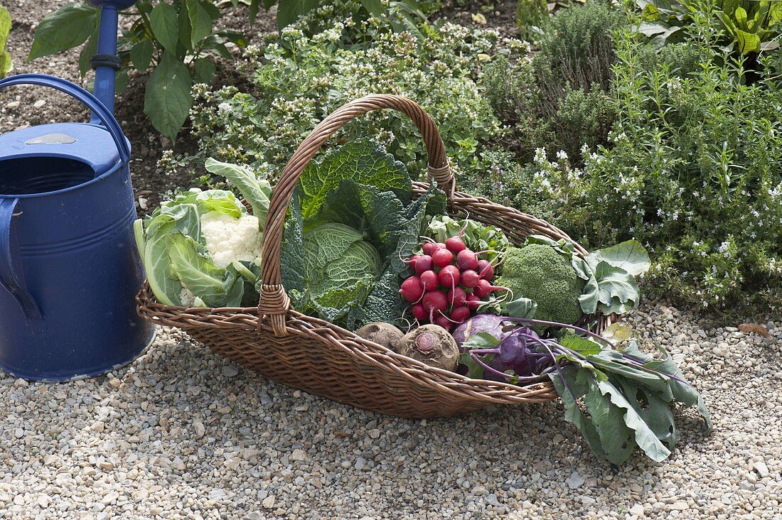 Willow basket with freshly harvested vegetables