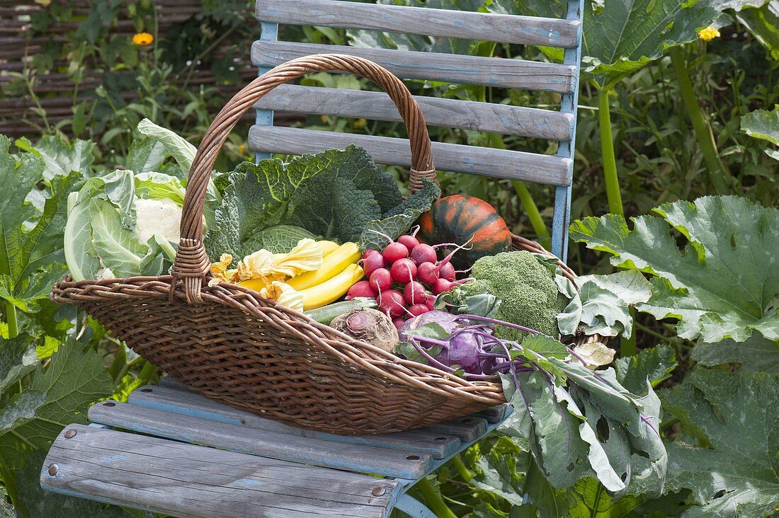 Willow basket with freshly harvested vegetables