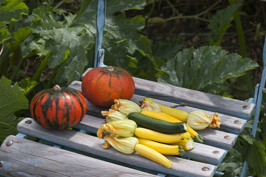 Stuhl mit frisch geernteten Zucchini und Kürbissen (Cucurbita) im Beet