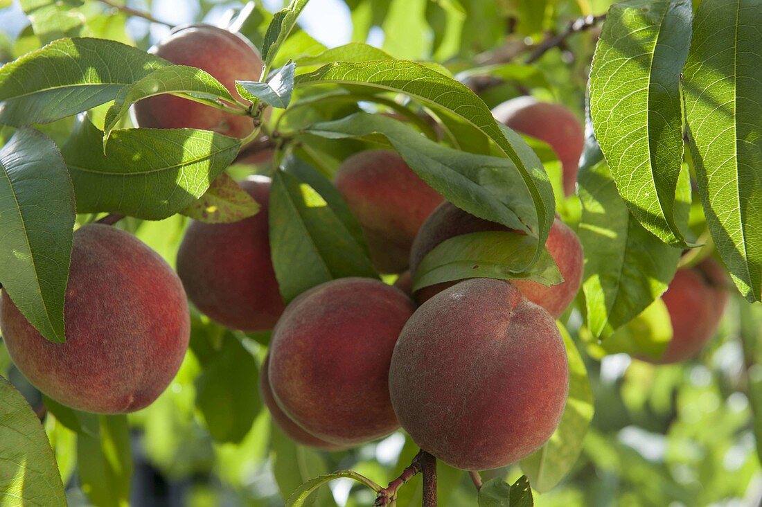 Pfirsich 'Kernechter vom Vorgebirge' (Prunus persica)