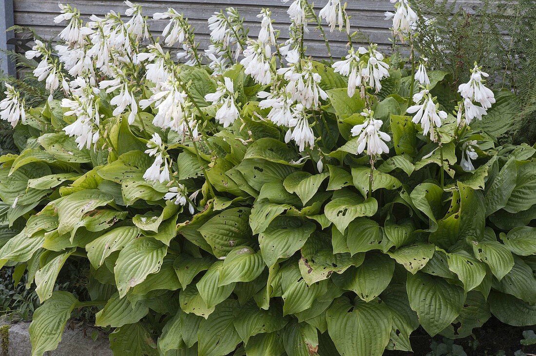 Hosta 'Royal Standard' (Lily Funkia)