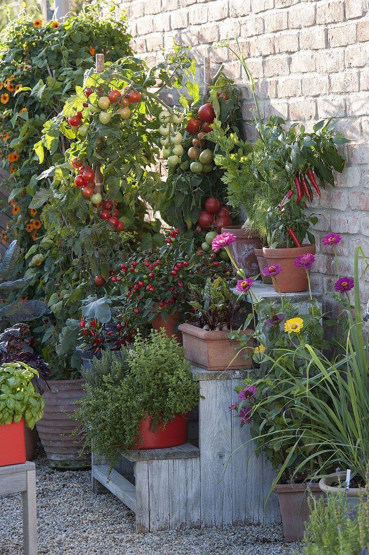 Stairs plant with vegetables on gravel terrace