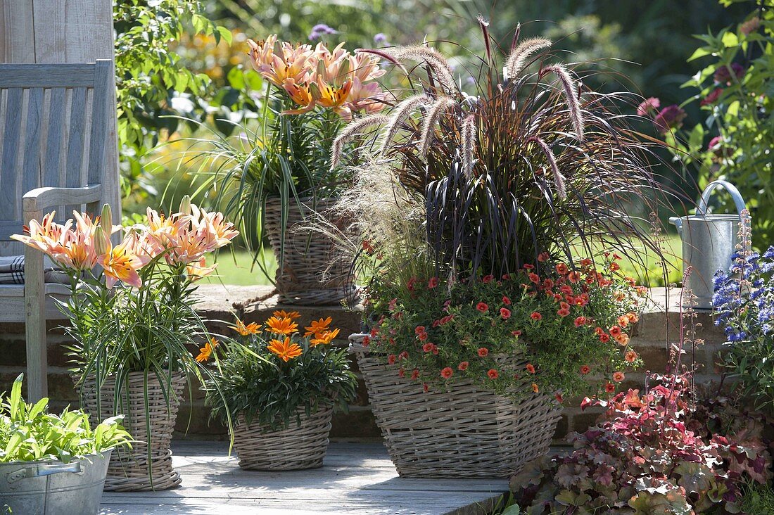 Baskets planted with Lilium 'Passion Ladylike', Carex morrowii