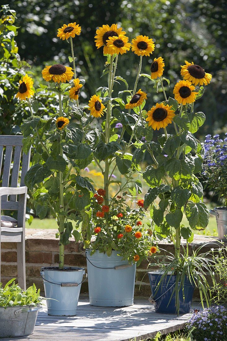 Helianthus 'Sonja' (sunflowers) and Zinnia (zinnia)