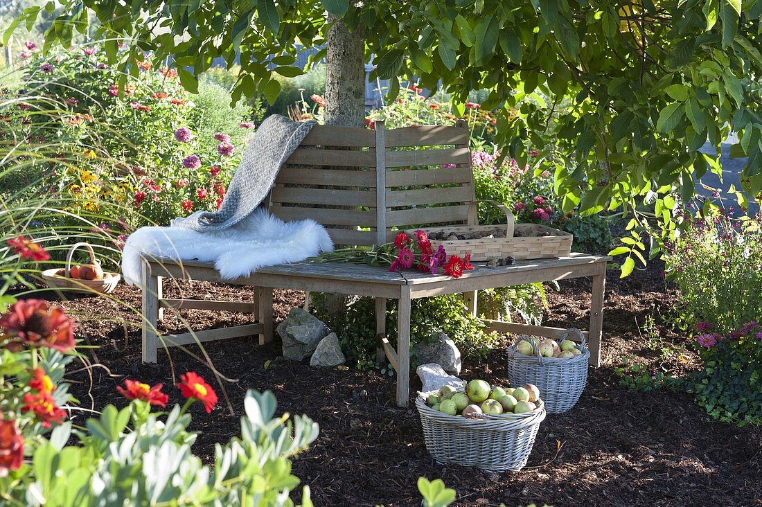 Tree bench under the walnut tree