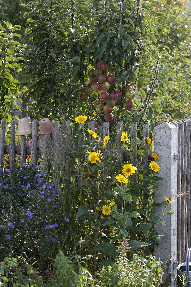 Unpruned columnar apple trees Ballerina (Malus) behind the fence