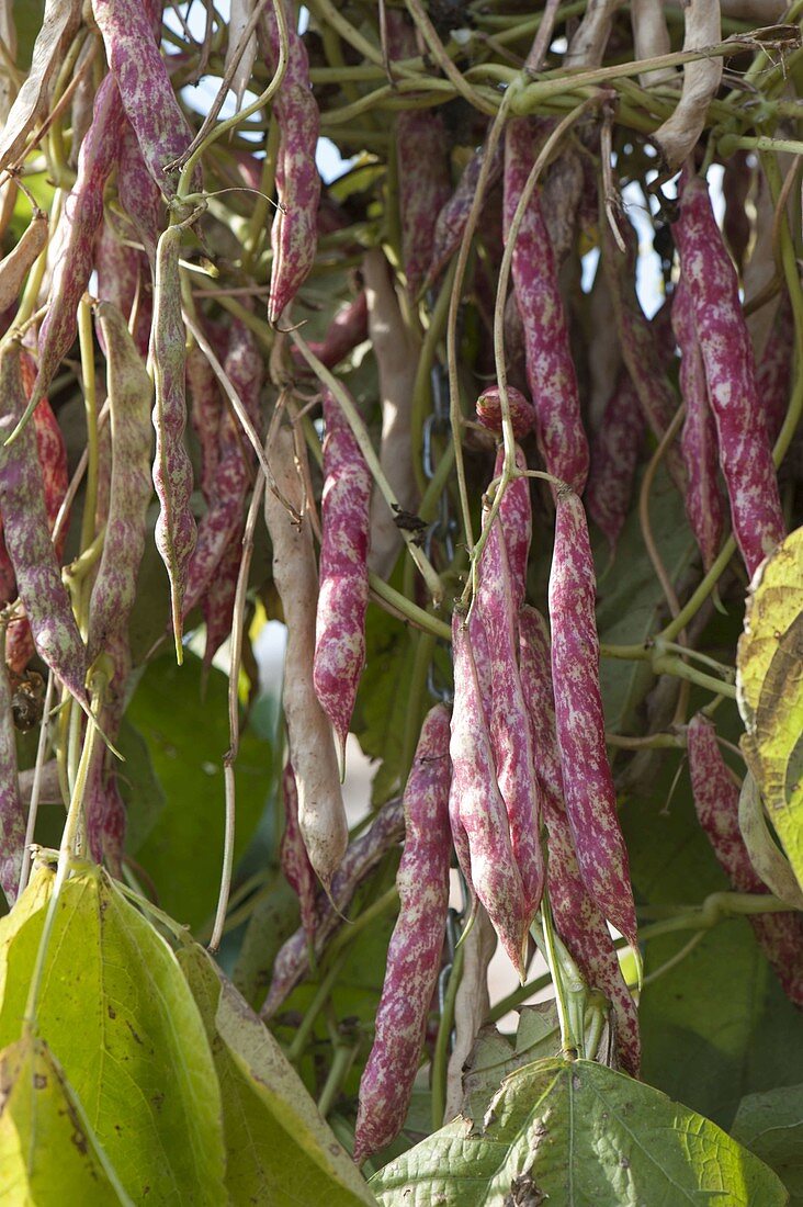 String beans 'Borlotti' (Phaseolus), Old Italian bean variety