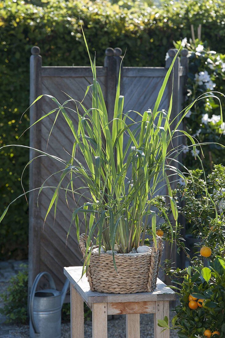 Lemon grass (Cymbopogon) in a wicker basket