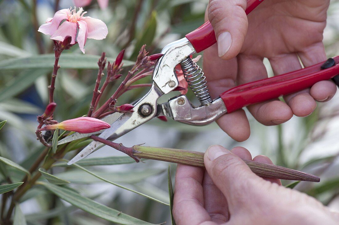 Cut off seed heads of oleander (Nerium oleander) with scissors