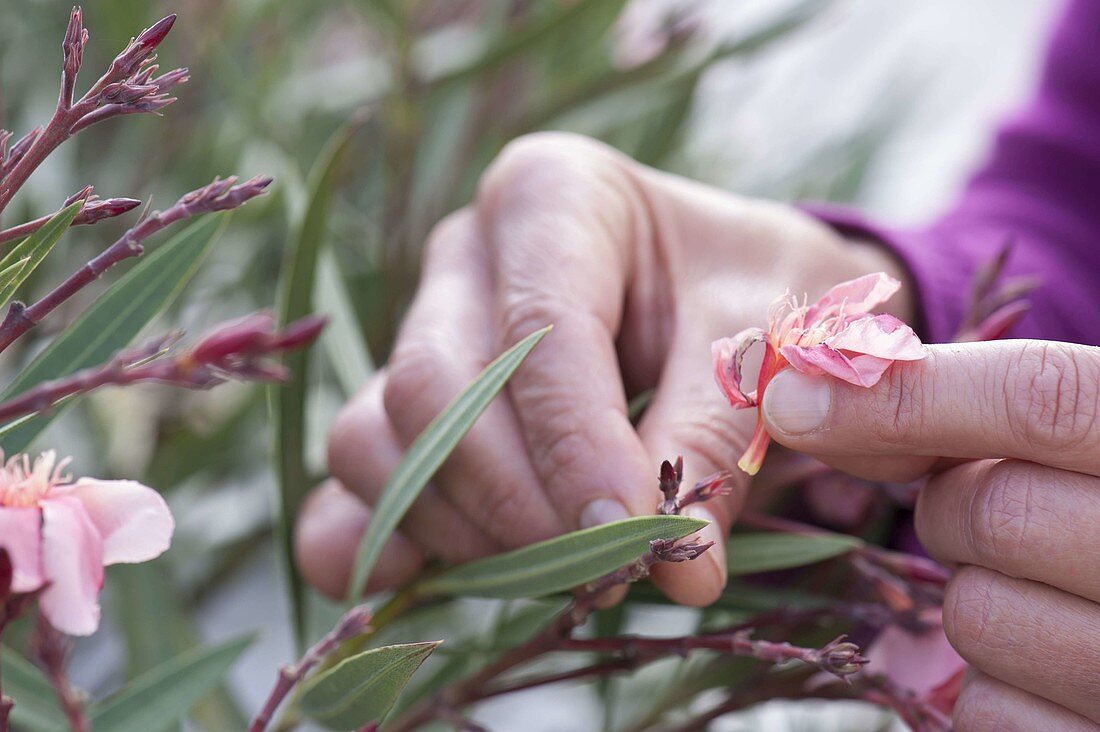 Plucking off withered blossoms of oleander (Nerium oleander)