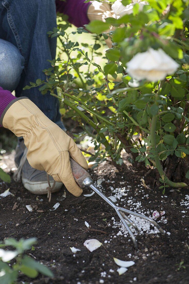 Rosen im Sommer und Spätsommer mit Patent-Kali düngen