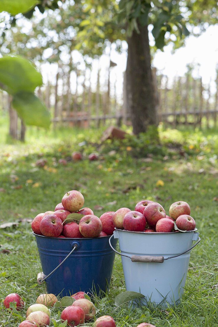 Enamelled buckets with freshly harvested apples 'Flamed Cardinal' (Malus)