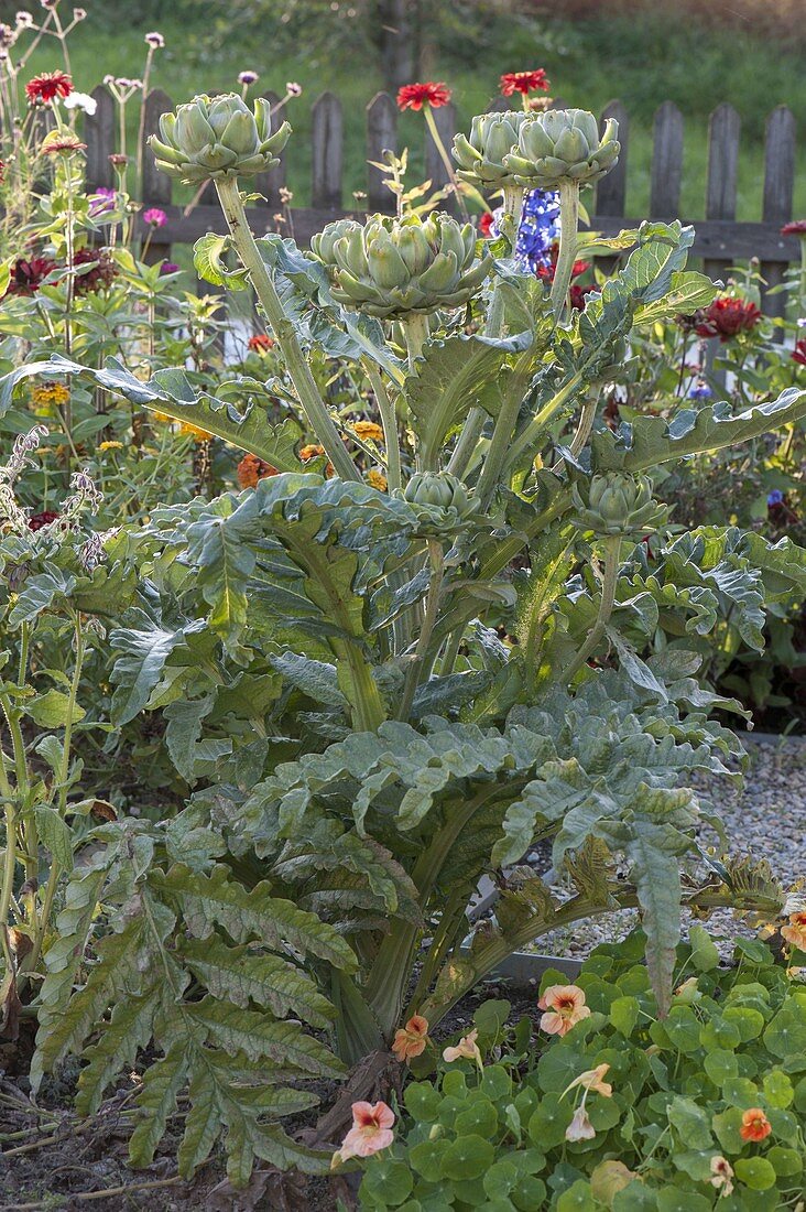 Artischocke (Cynara scolymus) im Beet