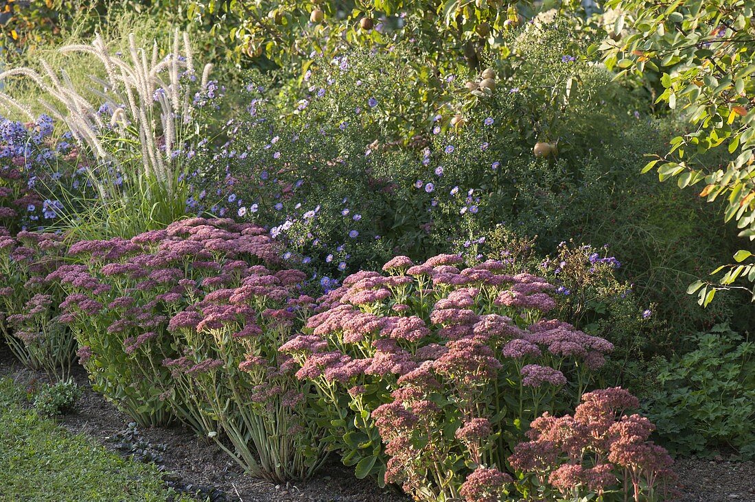 Autumn border with Sedum telephium 'Herbstfreude' (Stonecrop), Aster plumosus