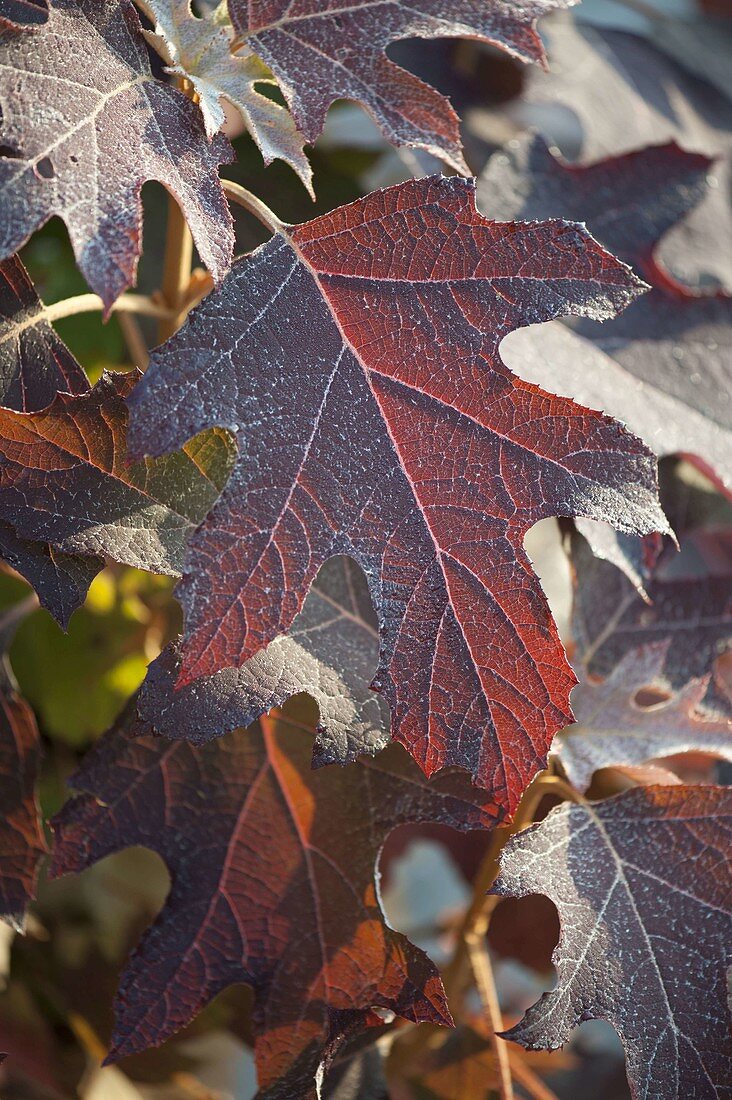 Blatt von Hydrangea quercifolia (Eichenblatt-Hortensie)