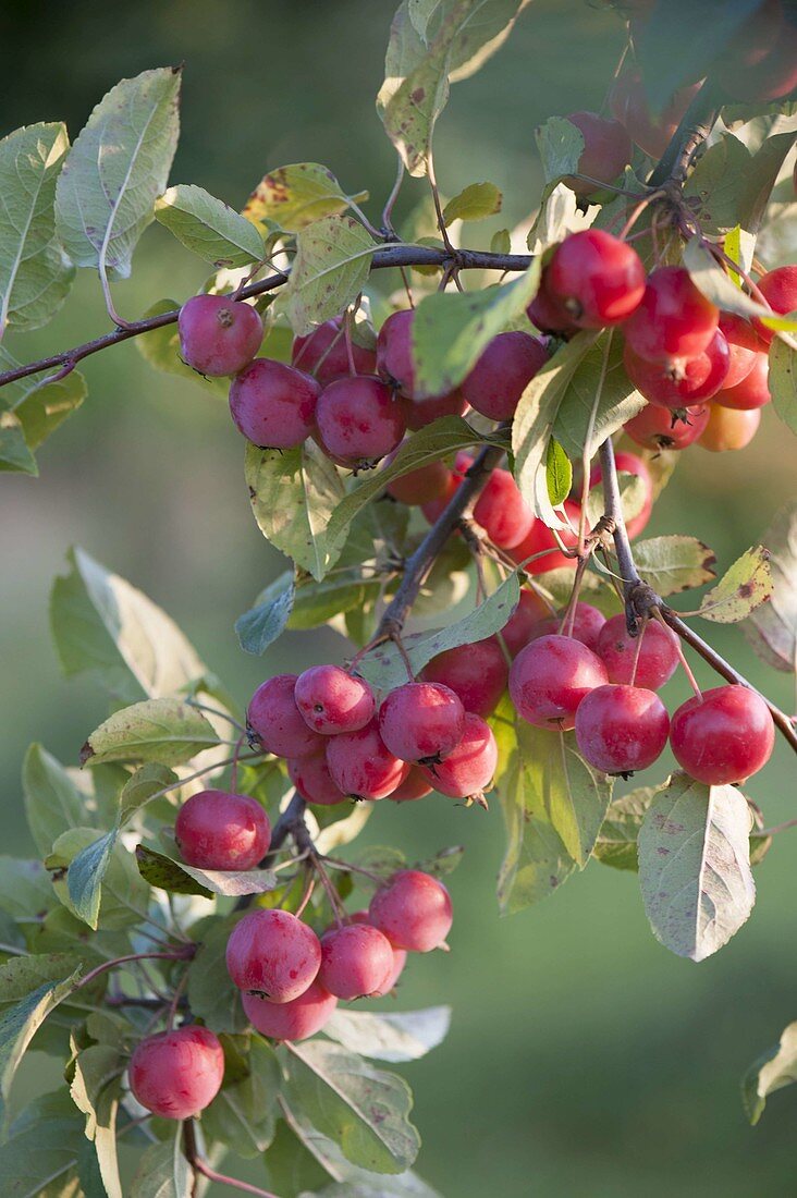 Branch of Malus 'Evereste' (ornamental apple) with fruits