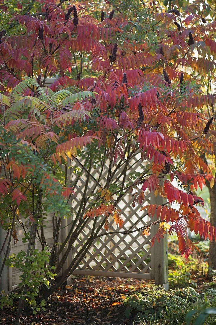 Rhus typhina (Vinegar tree) in autumn colouring