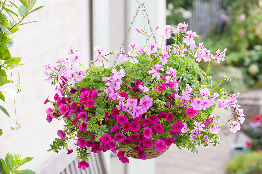 Pelargonium peltatum 'Blue Blizzard' (hanging geranium), Calibrachoa