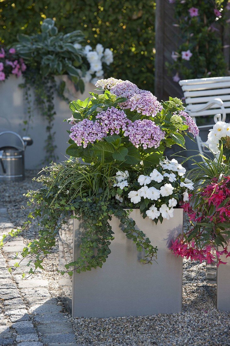 Hydrangea macrophylla 'Ayesha' (hydrangea), Impatiens 'Orestes'.