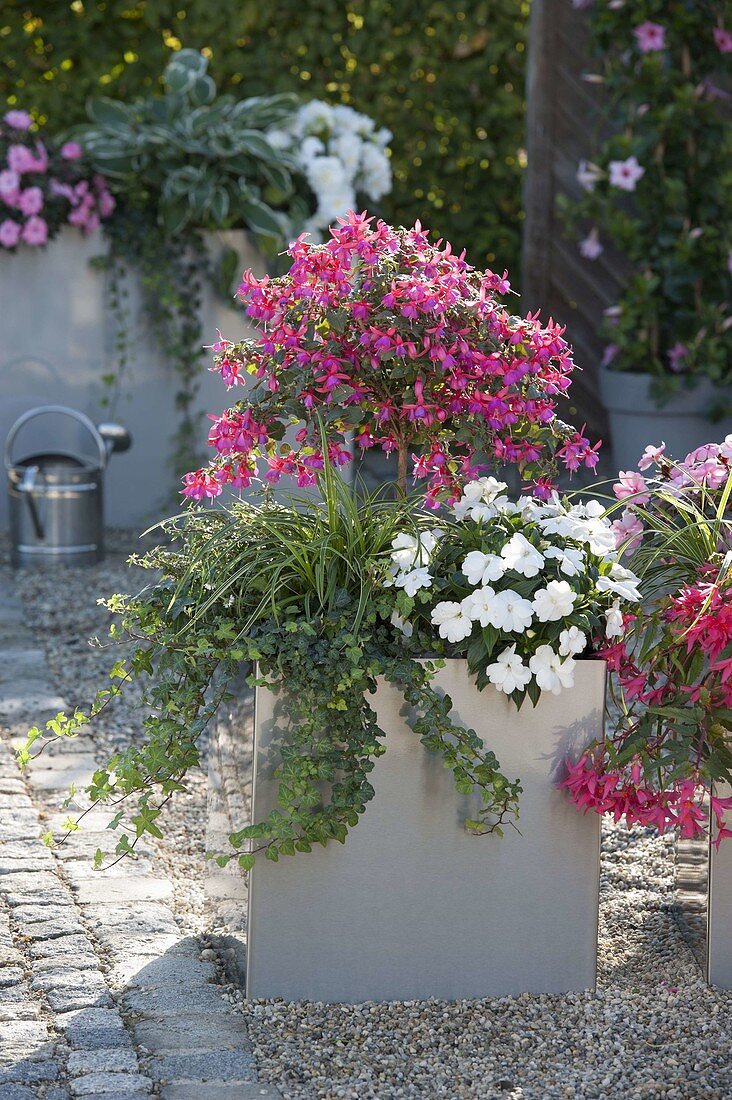 Fuchsia 'Tyrol' (Fuchsie), Impatiens 'Orestes'