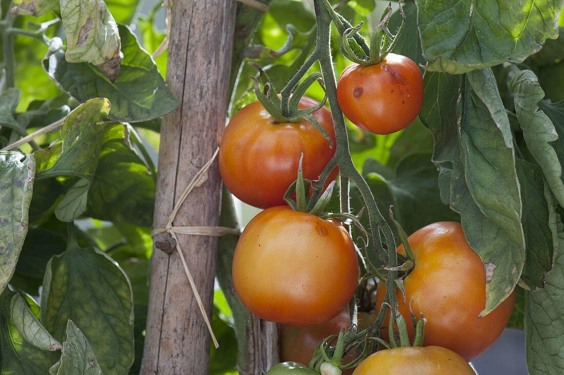 Tomato 'Malinowski' (Lycopersicon), red stake tomato