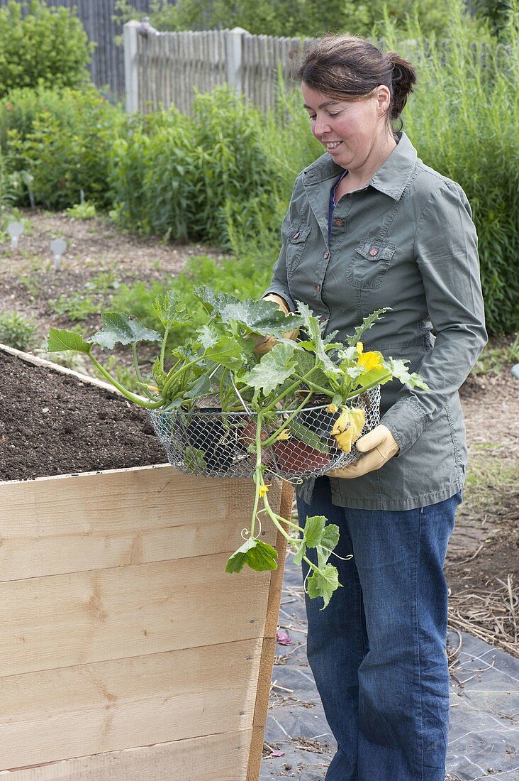 Building a raised bed from boards