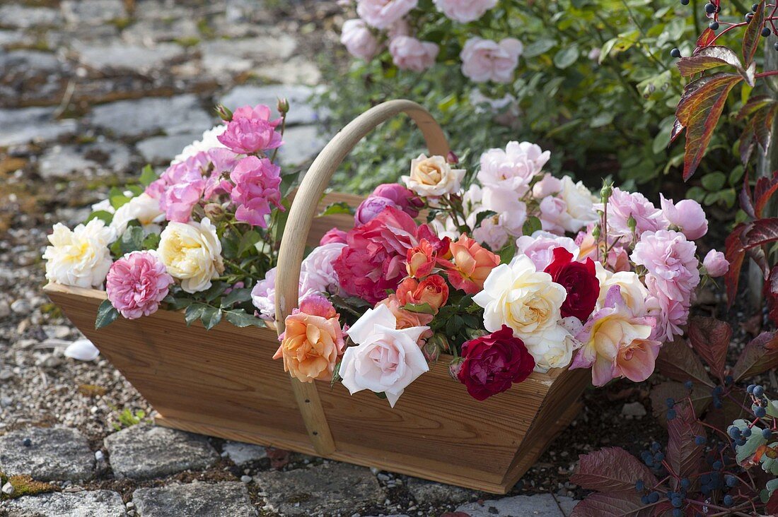 Freshly cut Rosa (roses) from the garden in wooden basket