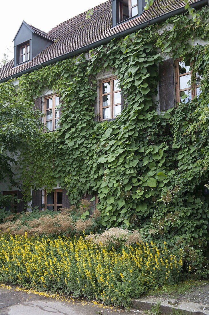 House facade overgrown with Aristolochia (whistling bindweed), Hydrangea petiolaris