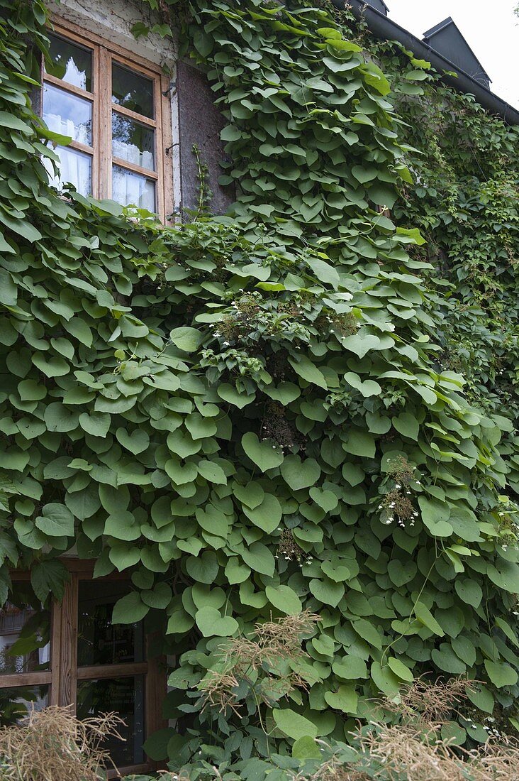 House facade overgrown with Aristolochia (whistling bindweed)