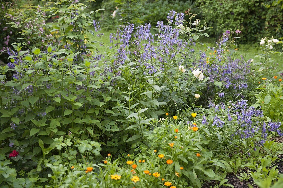 Country garden with Nepeta (catmint), Rosa (white roses)