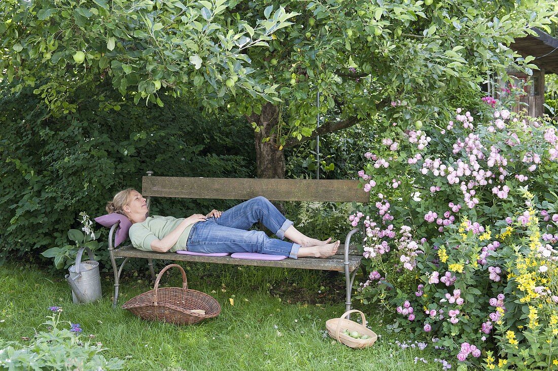 Woman relaxing on bench under apple tree (Malus), Rosa 'Raubritter' (robber baron)