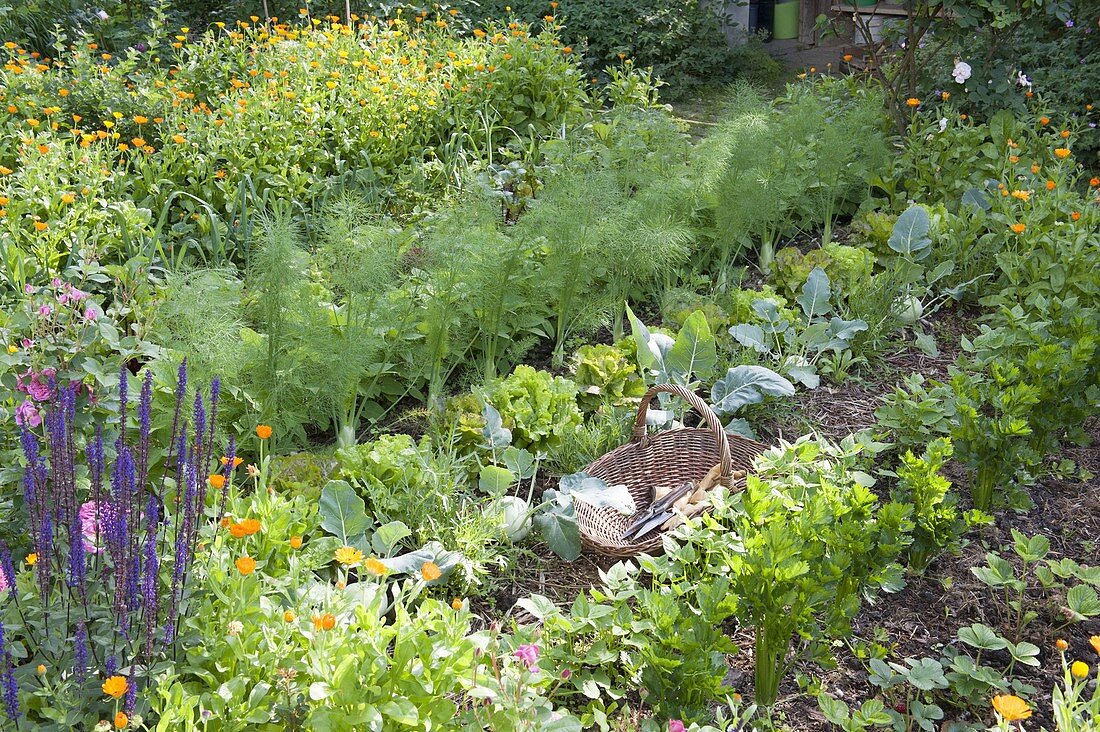 Farm garden with fennel (Foeniculum), lettuce (Lactuca), kohlrabi