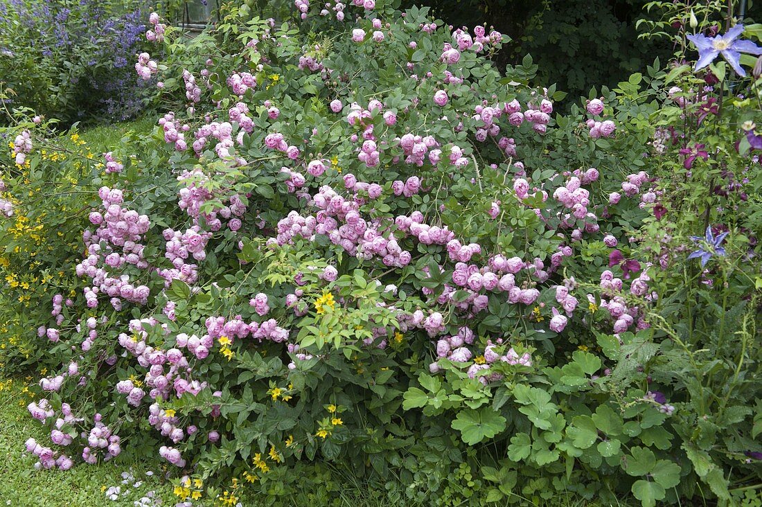 Rosa 'Raubritter' (Rose of the Robber Baron) with Lysimachia (Golden field plant)