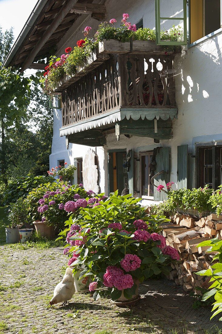 Hydrangea in big buckets in front of old farmhouse