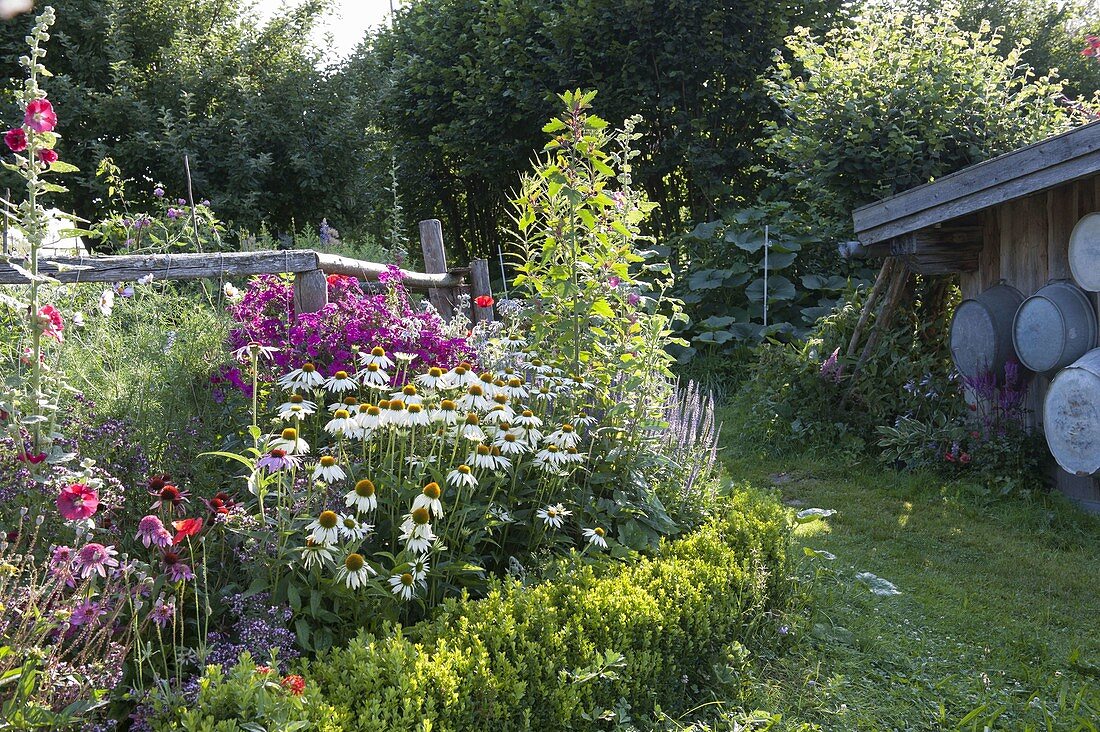 Perennial bed with Echinacea purpurea (coneflower), Phlox paniculata