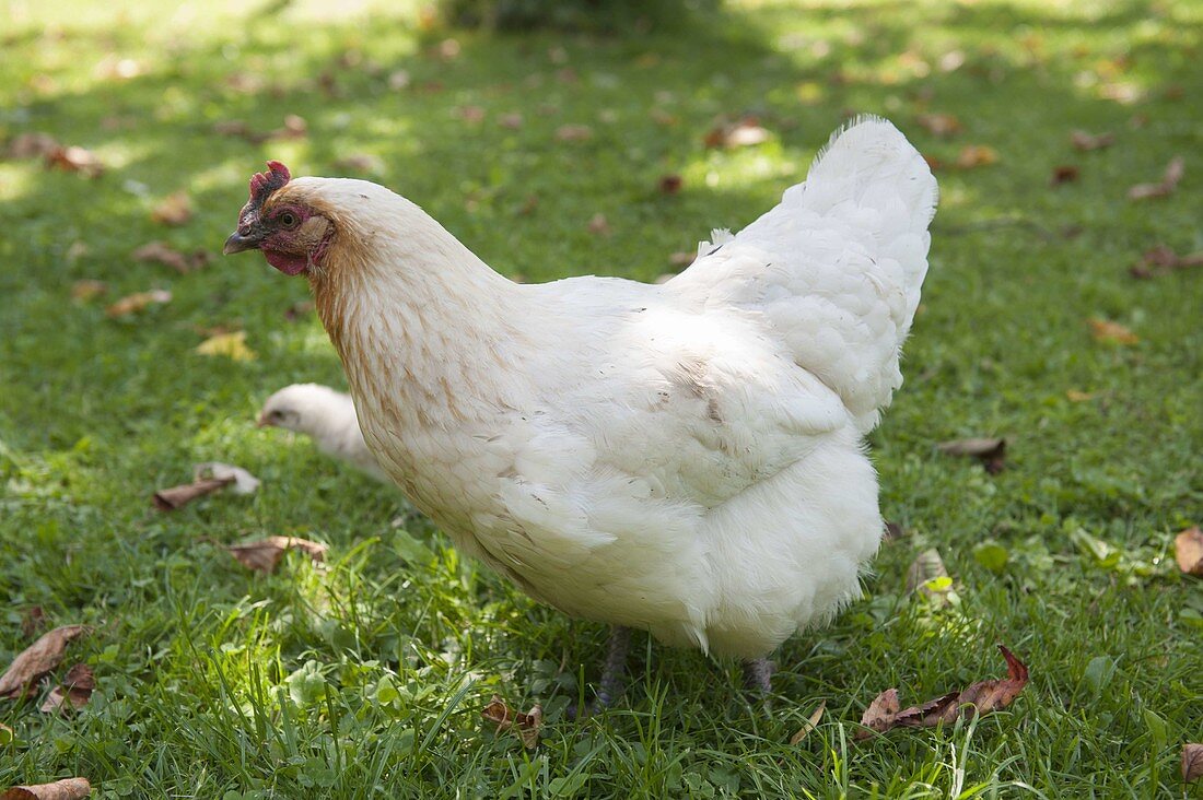 White chicken with chicks