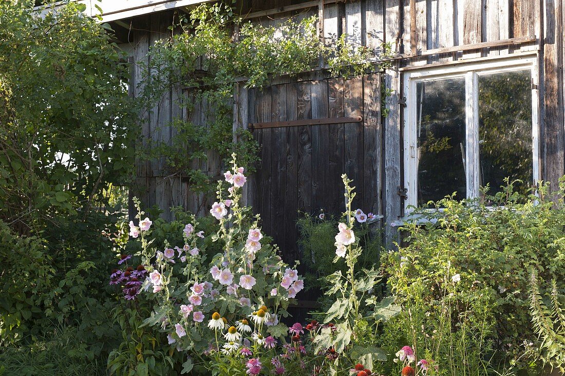 Perennial bed by the shed: Alcea (hollyhock) and Echinacea purpurea