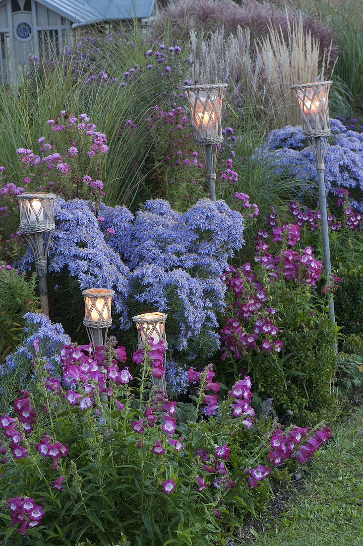 Autumnal asters grass bed