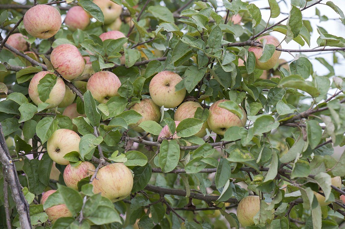 Apple 'Wiltshire' syn 'white wax renette' (Malus), winter apple