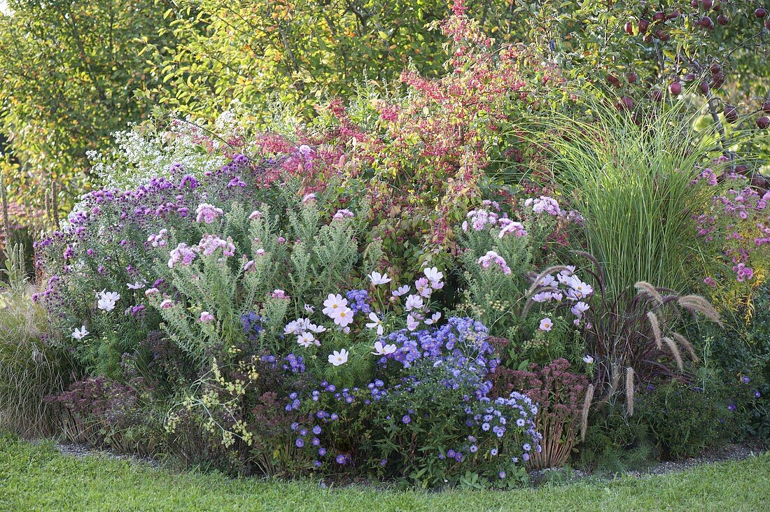 Herbstbeet mit Euonymus (Pfaffenhütchen), Aster 'Barr's Blue' 'Rosa Sieger'