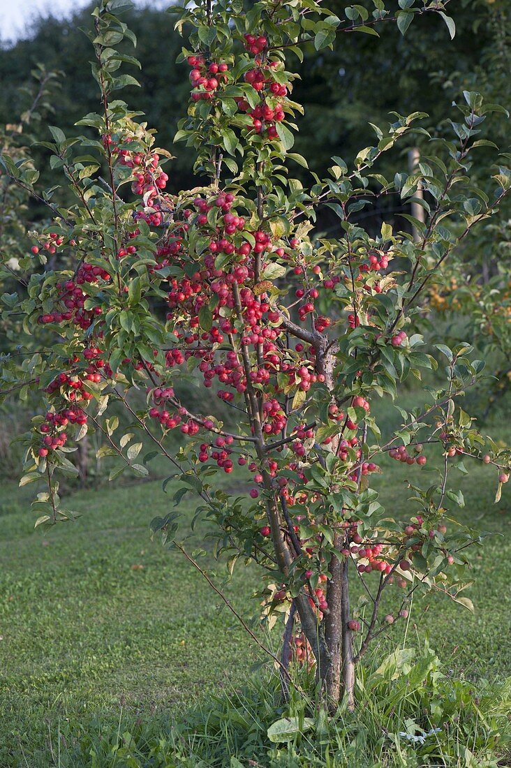Malus 'Evereste' (ornamental apple) with fruit