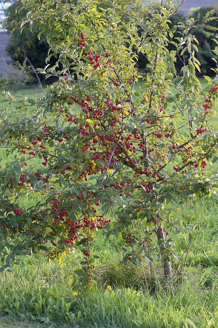 Malus 'Red Sentinel' (ornamental apple) with small red fruits