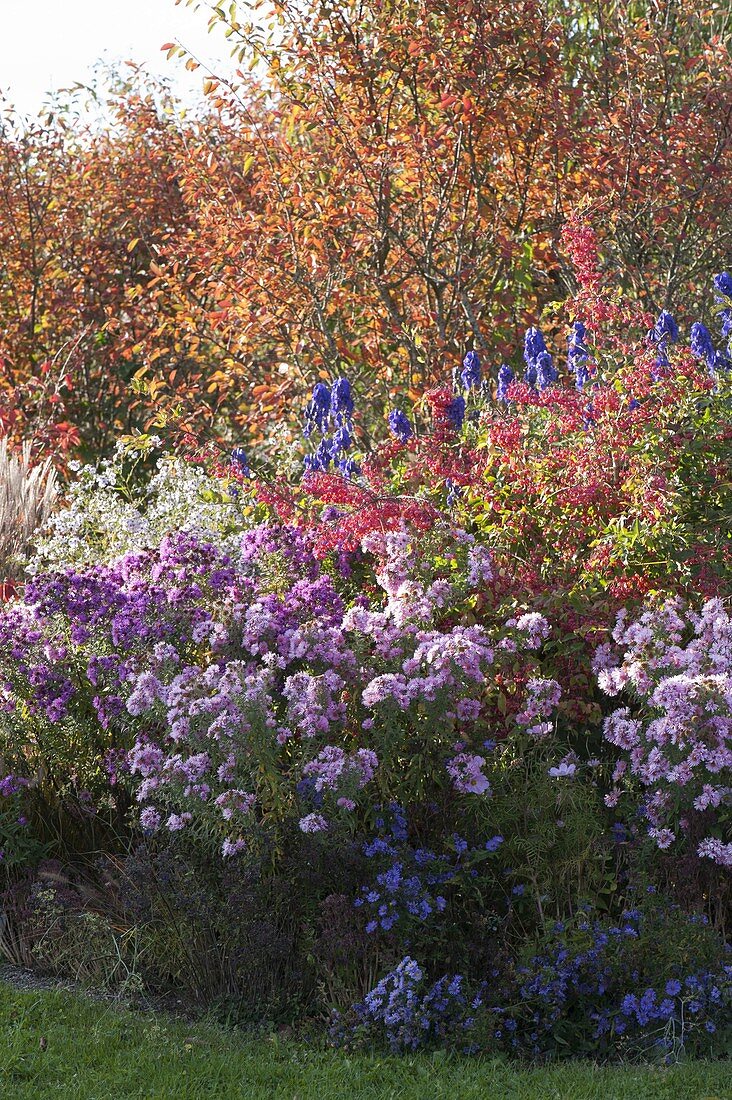 Autumn border with Amelanchier (rock pear), Euonymus (peony)