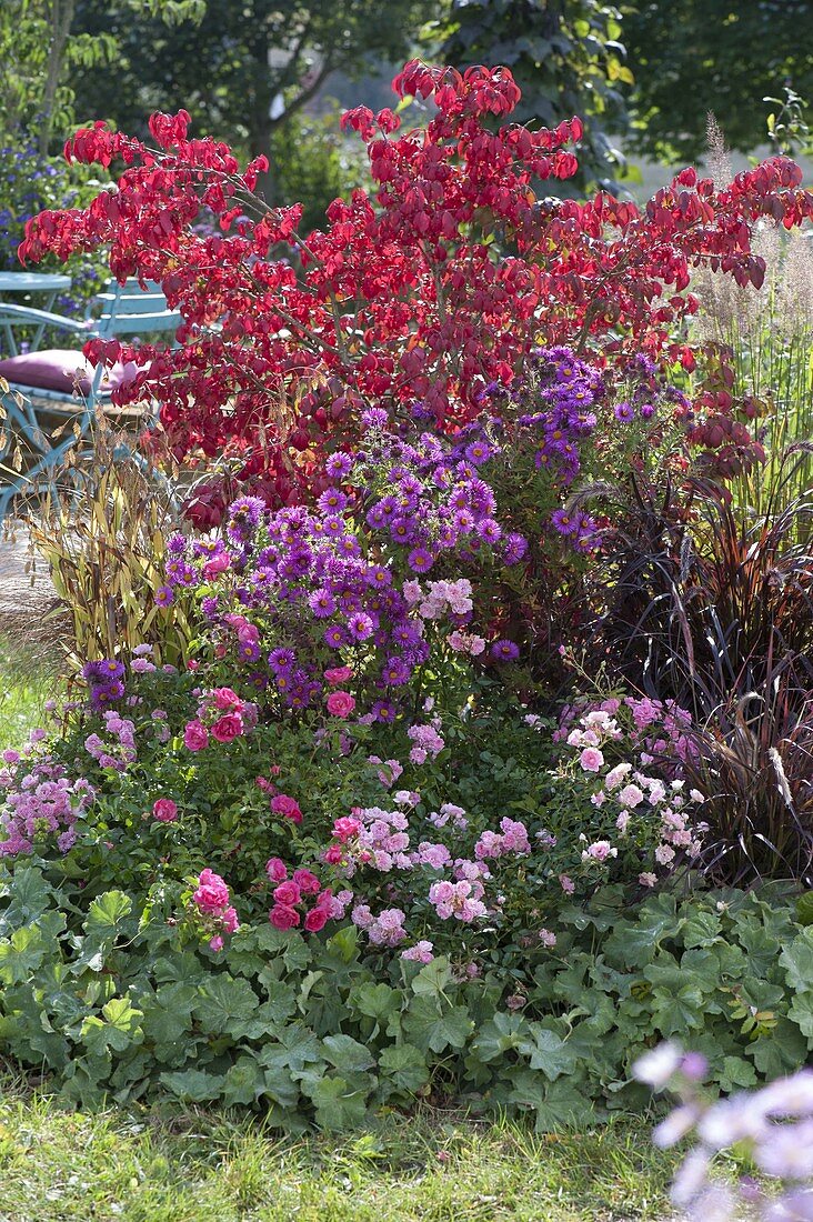 Autumn border with Rosa 'The Fairy' 'Heidetraum' (ground cover roses), Pennisetum