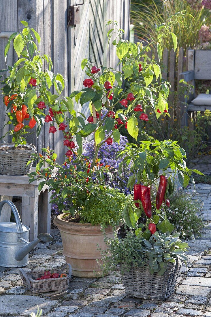 Bell chilli, pepper and chilli (Capsicum baccatum, C. annuum), sage