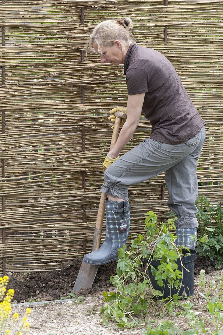 Hops on homemade screen wall in organic garden