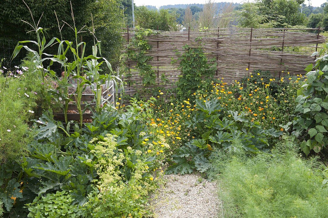 Hopfen an selbstgemachter Sichtschutzwand im Biogarten