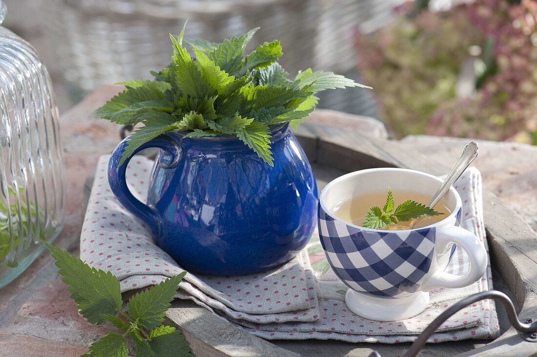 Herbal tea from stinging nettle (Urtica)